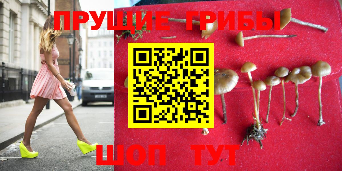 Псилоцибиновые грибы Psilocybe  Псилоцибиновые грибы мицелий  Дзержинск 